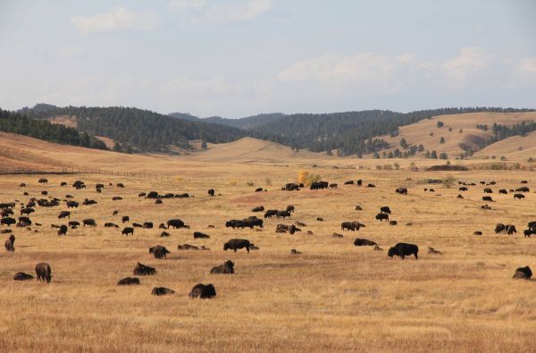 JAV - Laukinių Vakarų prerijos ir prašmatnioji Ramiojo vandenyno pakrantė 22d.