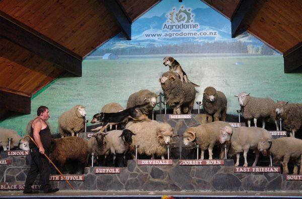 Didysis GRŪDOS turas po Naująją Zelandiją – gražiausią Pasaulio valstybę ir Fidžio salas - rojų žemėje 18d.