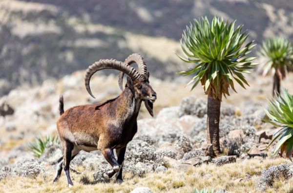 GRŪDOS turas po kontrastingąją Etiopiją. Krikščioniškasis paveldas, įspūdinga gamta, archaiškos gentys 15d.