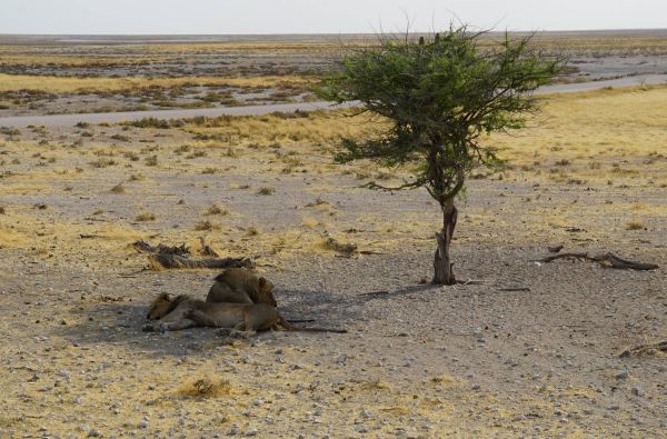 Namibija - Botsvana - Zimbabvė. Patyriminė kelionė ir laukinės gamtos nuotykių  safaris  po Juodąją Užsacharės Afriką 16d.