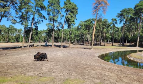 Vokietija. Serengečio parkas.