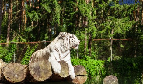 Vokietija. Serengečio safaris.