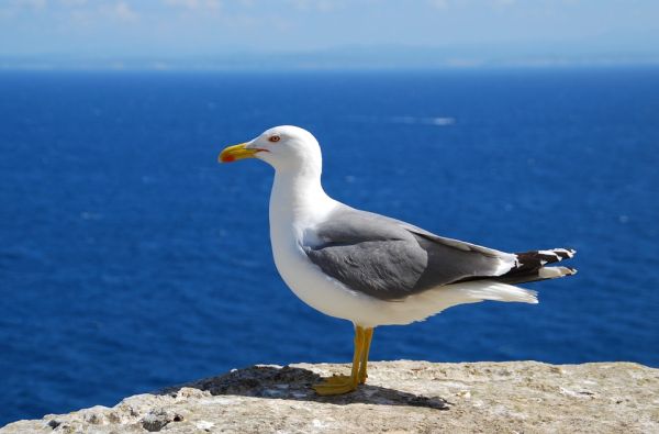 Viduržemio jūros perlai: Korsika ir Sardinija 10d.