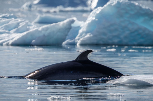 Ekspedicinis Antarktidos kruizas su Albatros Expeditions kompanija vienais naujausių ir moderniausių Ocean Victory ir Ocean Albatros laivais