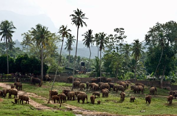 Šri Lanka – Indijos vandenyno perlas, dieviškasis Edeno sodas su poilsiu kurorte prie Indijos vandenyno 13d.