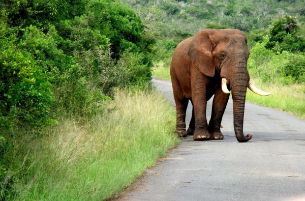 Pietų Afrikos Respublika - Vaivorykštės keliu. Išskirtinis nuotykių turas. Bene išsamiausia pažintinė programa 17d.