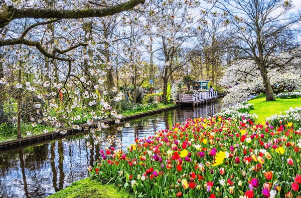 Gėlių paradas Olandijoje 7d.