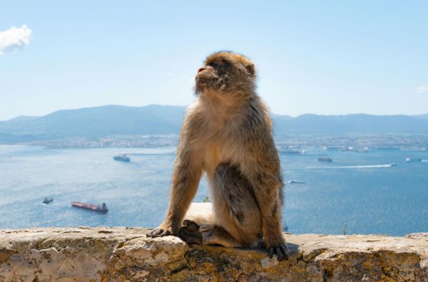 Gibraltaras.