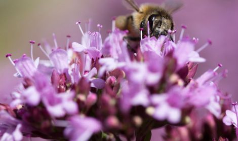 Vokietija. Herenhauseno sodai.