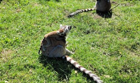 Vokietija. Serengečio parkas.