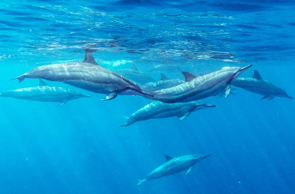 Nepamirštamos atostogos Maldyvuose! Skrydis, pervežimas ir 7 n. viešbutyje ELLAIDHOO MALDIVES BY CINNAMON 4* su "viskas įskaičiuota"