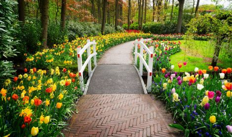 Olandija. Keukenhofas.