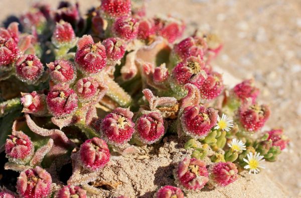 Visa Čilė nuo Atakamos dykumos iki Patagonijos ledynų, aplankant Velykų salą 17d.