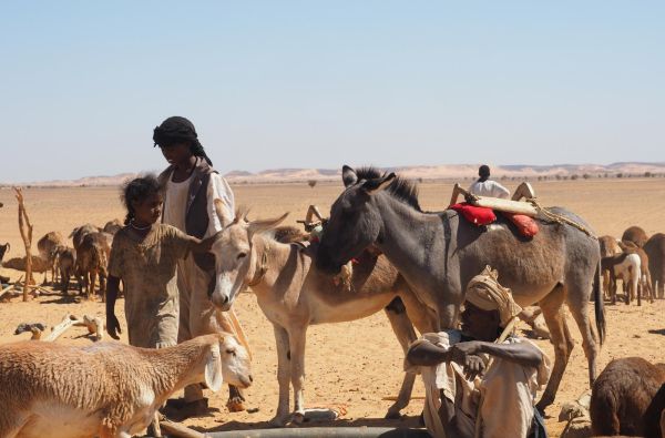 Sudanas - Džibutis. Poilsis ir pramogos prie Indijos vandenyno 15d.