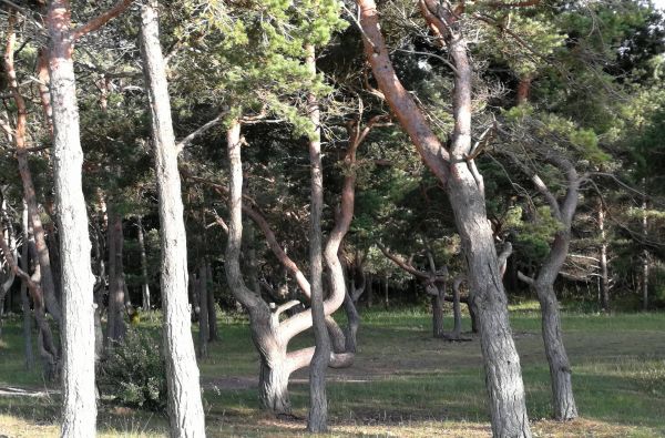 Estijos salų grožis ir senasis Talinas 3d.