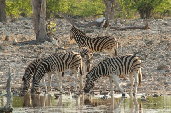Namibija - „šypsena Afrikos veide“. Laukinės gamtos nuotykių safaris 13d.