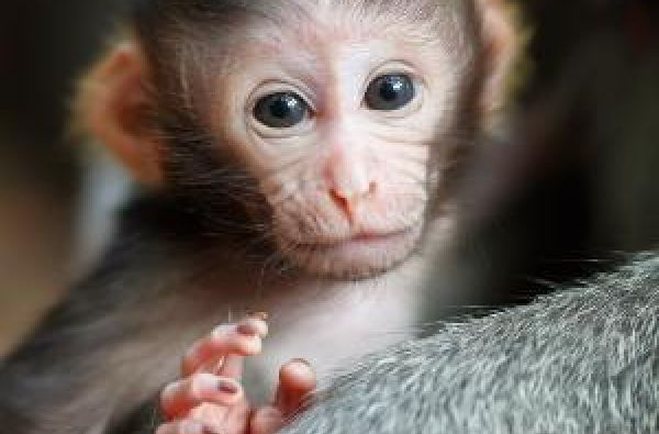 Modernusis Singapūras ir dvasingasis Balis su poilsiu kurorte prie Indijos vandenyno 14d.