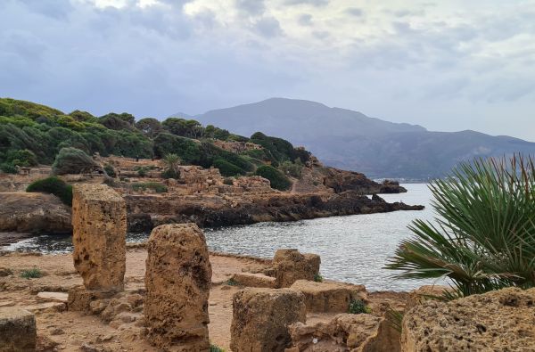 SACHARA su Alžyro prieskoniu 14d.