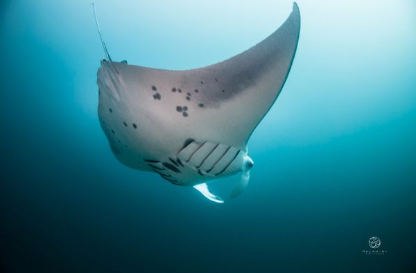 Saulėtos atostogos Maldyvuose! Skrydis, pervežimas ir 7 n. viešbutyje MALAHINI KUDA BANDOS 4* su pusryčiais ir vakarienėmis