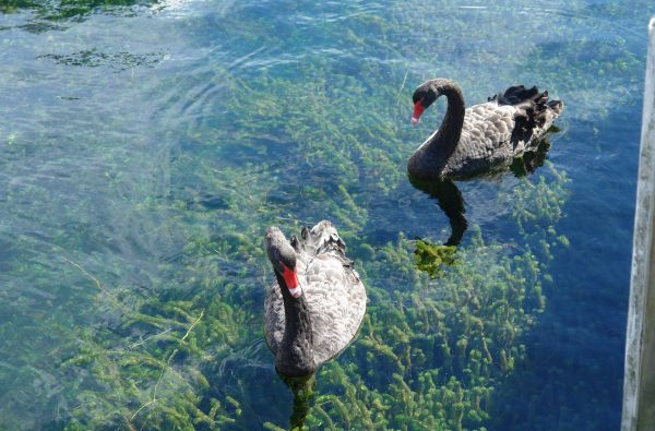 Didysis GRŪDOS turas po Naująją Zelandiją – gražiausią Pasaulio valstybę ir Fidžio salas - rojų žemėje 18d.