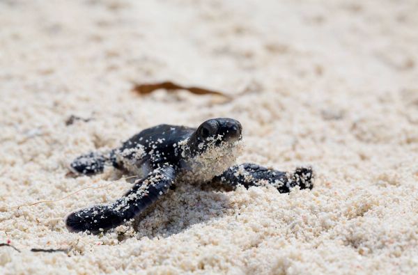 Idiliškas poilsis Maldyvuose! Skrydis, pervežimas ir 7 n. viešbutyje SIX SENSES LAAMU 5* su pusryčiais ir vakarienėmis