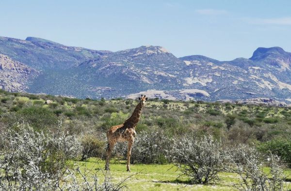 Namibija - „šypsena Afrikos veide“. Laukinės gamtos nuotykių safaris 13d.