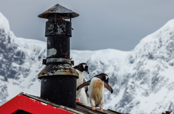 Ekspedicinis Antarktidos kruizas su Albatros Expeditions kompanija vienais naujausių ir moderniausių Ocean Victory ir Ocean Albatros laivais