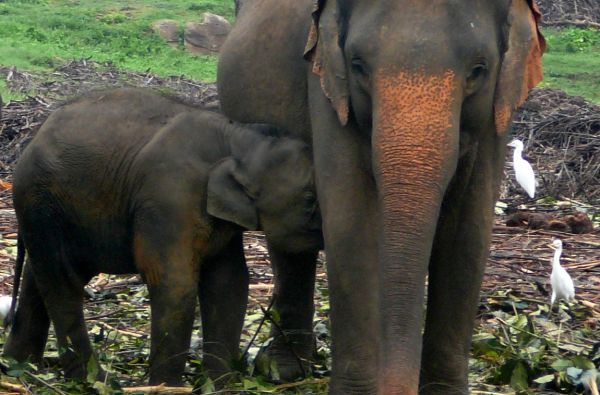 Šri Lanka – Indijos vandenyno perlas, dieviškasis Edeno sodas su poilsiu kurorte prie Indijos vandenyno 13d.