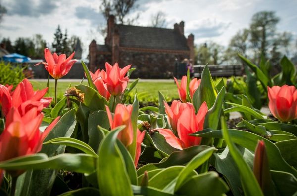 Mažoji Olandija Lietuvoje