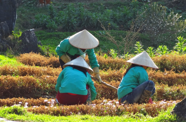 Vietnamo mozaika - visas Vietnamas vienos kelionės metu su poilsiu prie Pietų Kinijos jūros 15d.