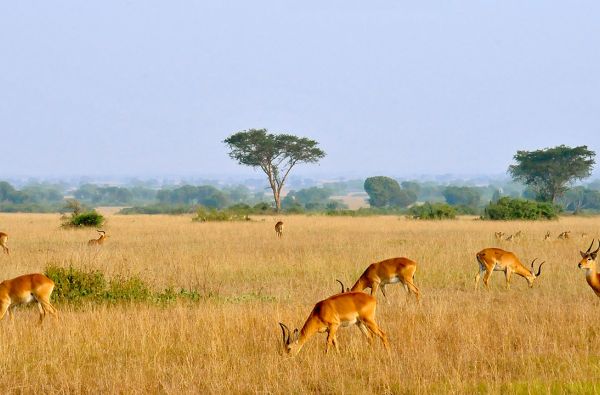 Uganda - Ruanda. Laukinių stebuklų keliais – nuo pasaulio audrų iki primatų sostinės 14d.