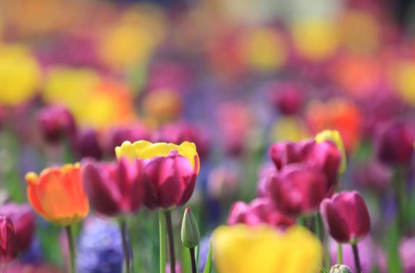 Pavasarinių gėlių žydėjimas Europos soduose 5d.