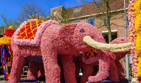 Olandija. Gėlių paradas.