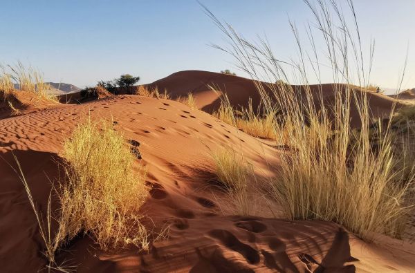 Namibija - „šypsena Afrikos veide“. Laukinės gamtos nuotykių safaris 13d.