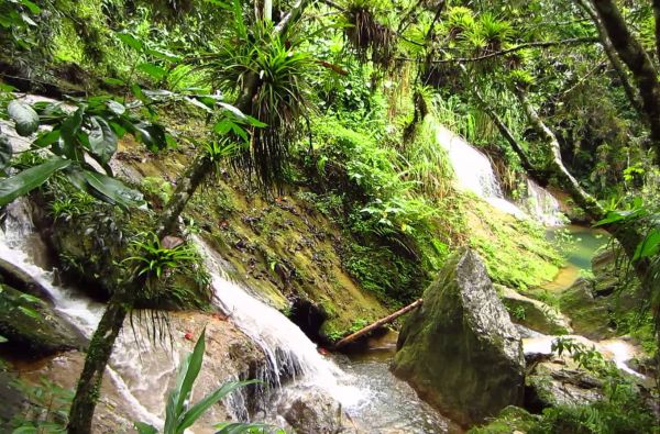 Temperamentingoji Kuba