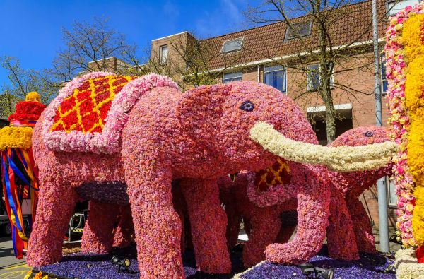 Gėlių paradas Olandijoje 6d.