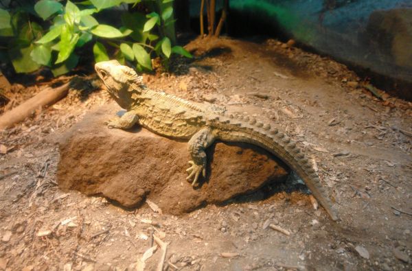 Didysis GRŪDOS turas po Naująją Zelandiją – gražiausią Pasaulio valstybę ir Fidžio salas - rojų žemėje 18d.