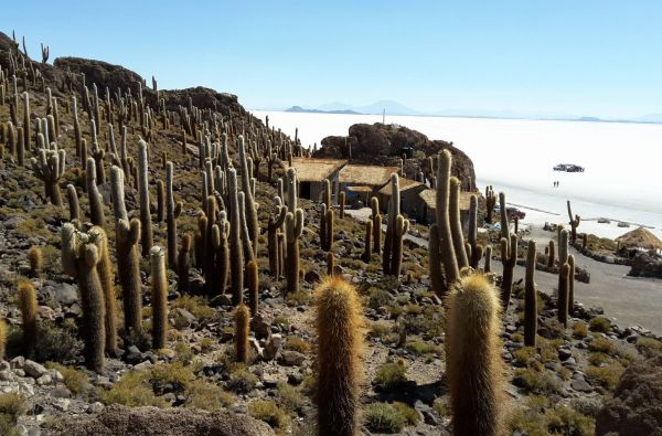 Peru - Bolivija, aplankant Ujūnio druskos „sniegynus“, Vaivorykštinius kalnus ir Amazonės baseino džiungles 18d. (21d.)
