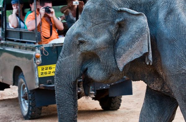 Šri Lanka – Indijos vandenyno perlas, dieviškasis Edeno sodas su poilsiu kurorte prie Indijos vandenyno 13d.