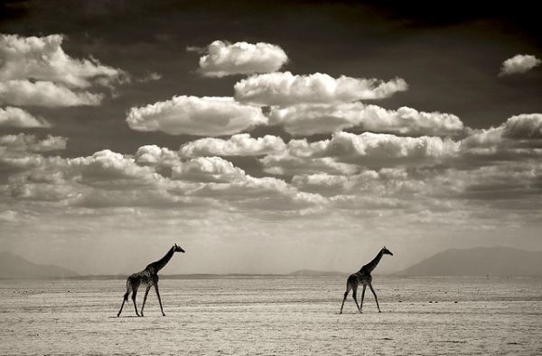 Nuotykių safaris po Rytų Afriką: Kenija - Tanzanija, aplankant garsiausius šių šalių laukinės gamtos nacionalinius parkus ir rezervatus 11d.