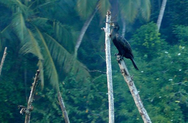 Šri Lanka – Indijos vandenyno perlas, dieviškasis Edeno sodas su poilsiu kurorte prie Indijos vandenyno 13d.