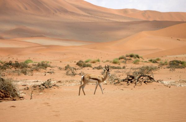 Namibija - „šypsena Afrikos veide“. Laukinės gamtos nuotykių safaris 13d.