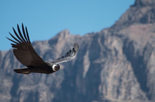 Klasikinė Peru: inkų paslaptys ir Andų didybė, aplankant Vaivorykštinius kalnus ir Amazonės baseino džiungles 14d. (17d.)