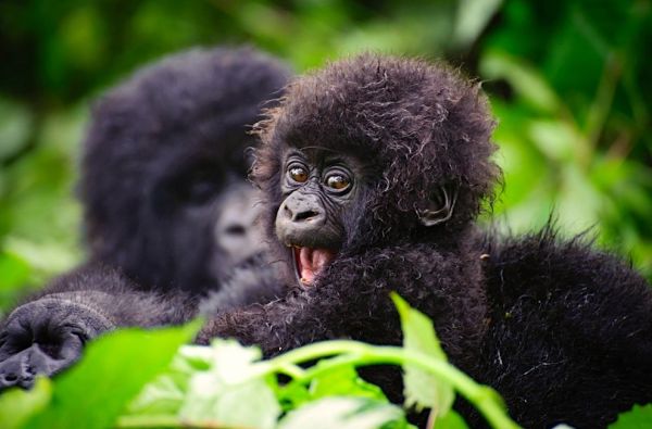 Uganda - Ruanda. Laukinių stebuklų keliais – nuo pasaulio audrų iki primatų sostinės 14d.