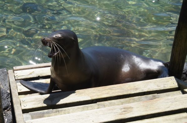 Kolumbija - Ekvadoras. Galapagų salos. Lotynų Amerikos paslaptis 17d.