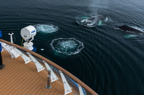 Ekspedicinis Antarktidos kruizas su GRŪDA ir Rytu Šalna Albatros Expeditions kompanijos nauju ir moderniu Ocean Victory laivu 15d. NAUJIENA!