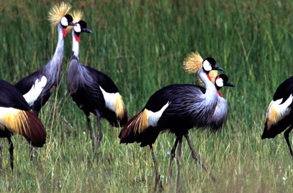Uganda - Ruanda. Laukinių stebuklų keliais – nuo pasaulio audrų iki primatų sostinės 14d.