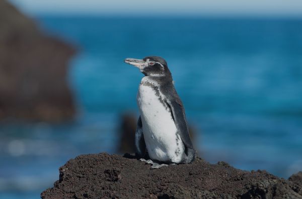 Kruizinė kelionė nuo Argentinos iki Antarktidos prabangiu Celebrity Equinox laivu su vadovu iš Lietuvos