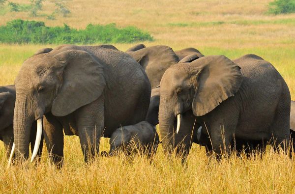 Uganda - Ruanda. Laukinių stebuklų keliais – nuo pasaulio audrų iki primatų sostinės 14d.