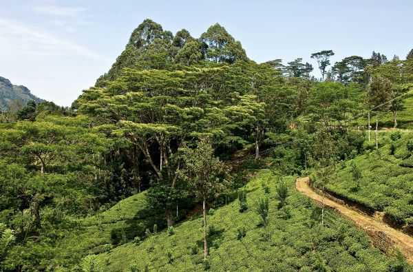 Šri Lanka – Indijos vandenyno perlas, dieviškasis Edeno sodas su poilsiu kurorte prie Indijos vandenyno 13d.